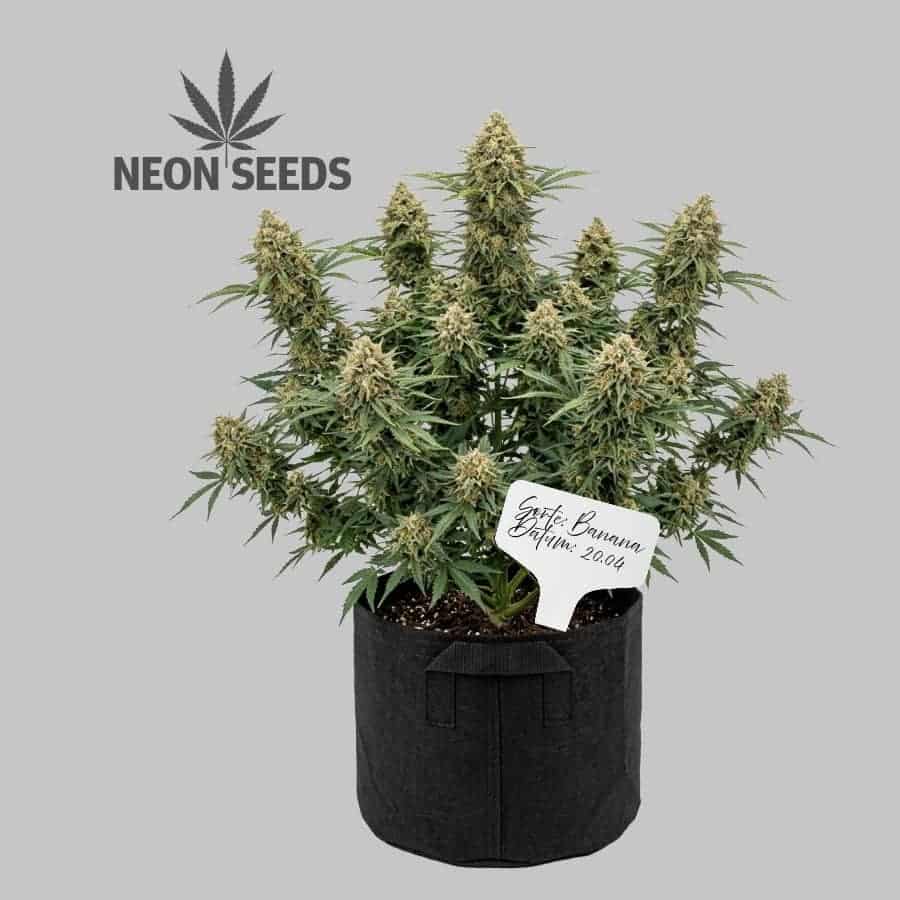 Cannabispflanze_mit_Schild_Beschriftung