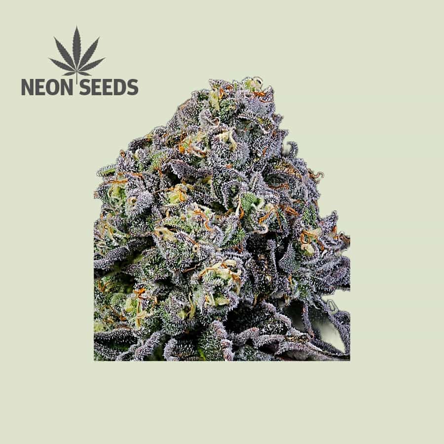 Neon-Seeds_Cannabissamen_Green-Gelato_feminisiert