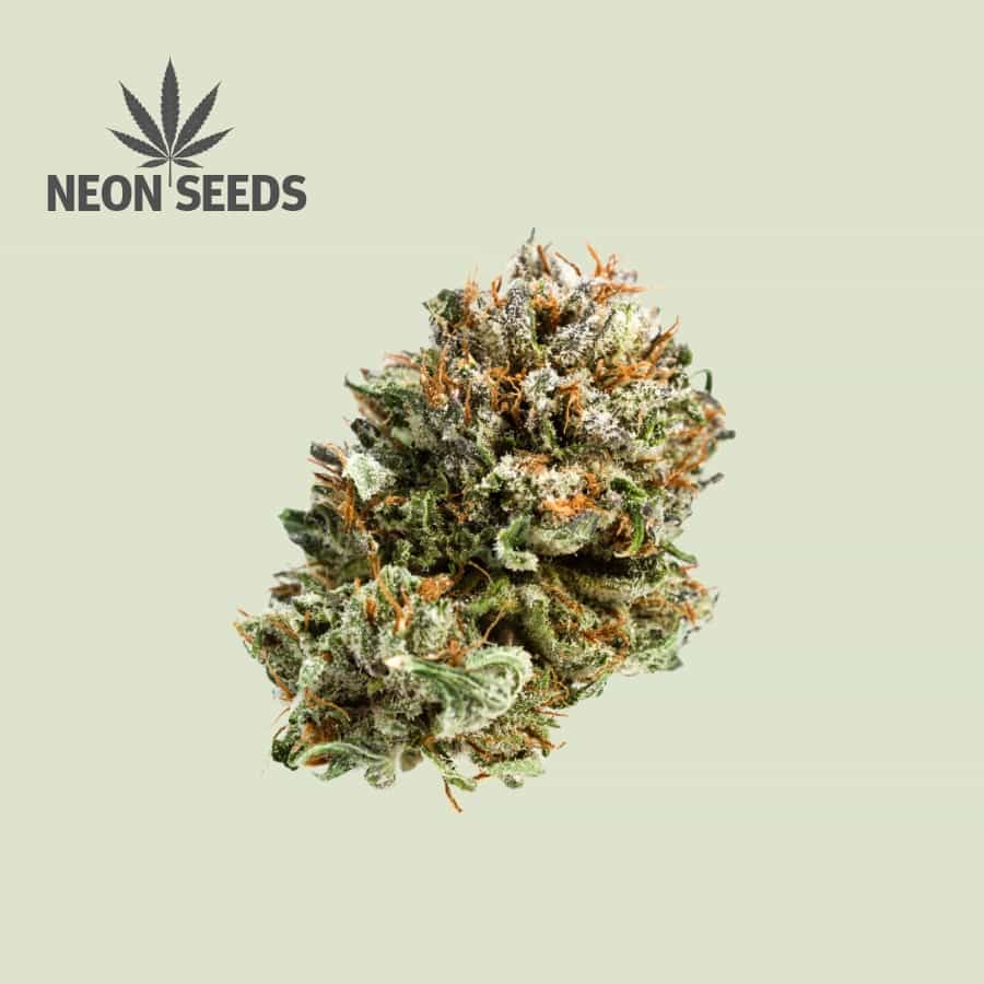 Neon-Seeds_Cannabissamen_Northern-Light-feminisiert