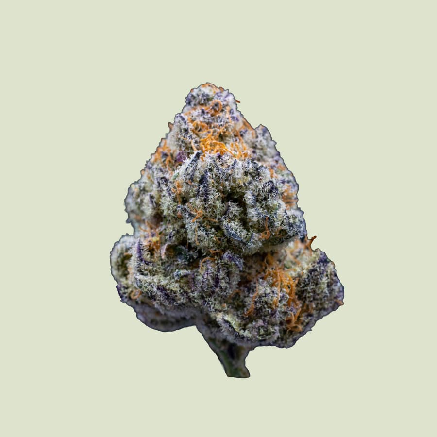 NeonSeeds_Feminisierte_Cannabissamen_Purple_Queen