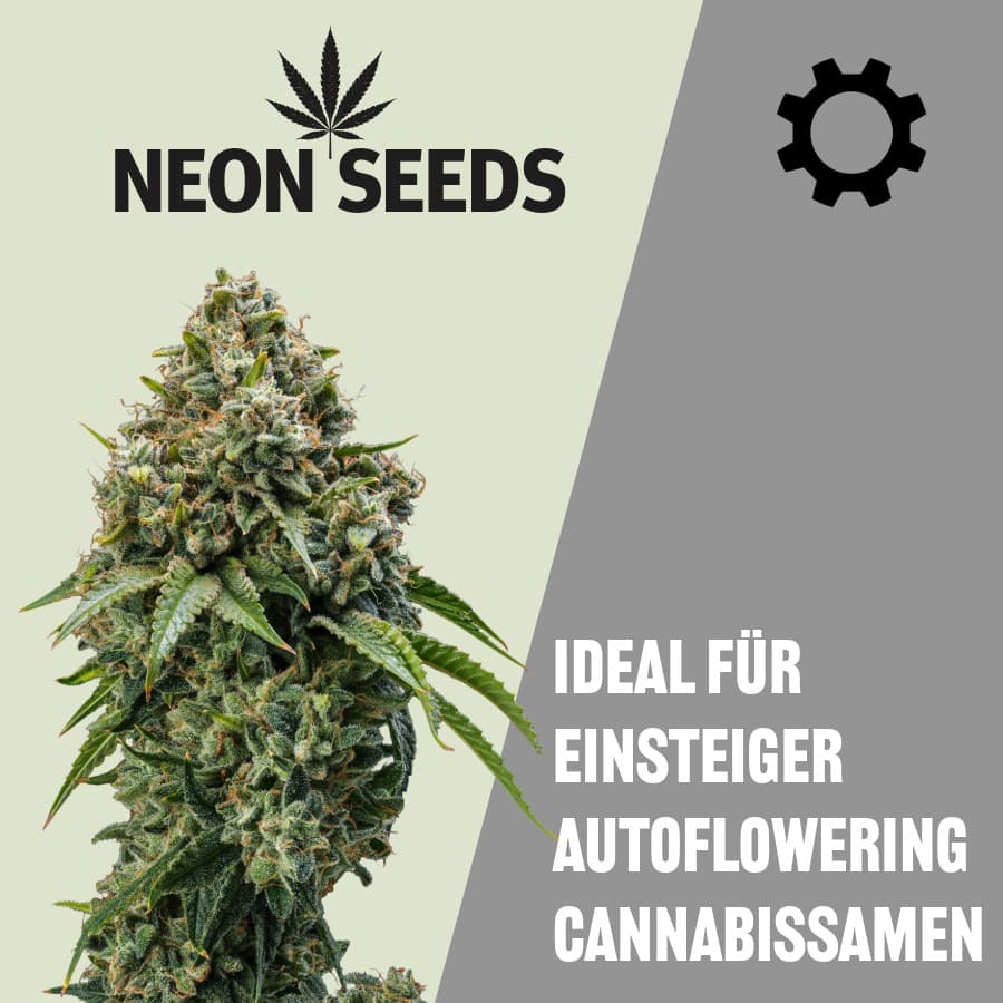 Ideal für Einsteiger Autoflowering Cannabissamen von Neon Seeds