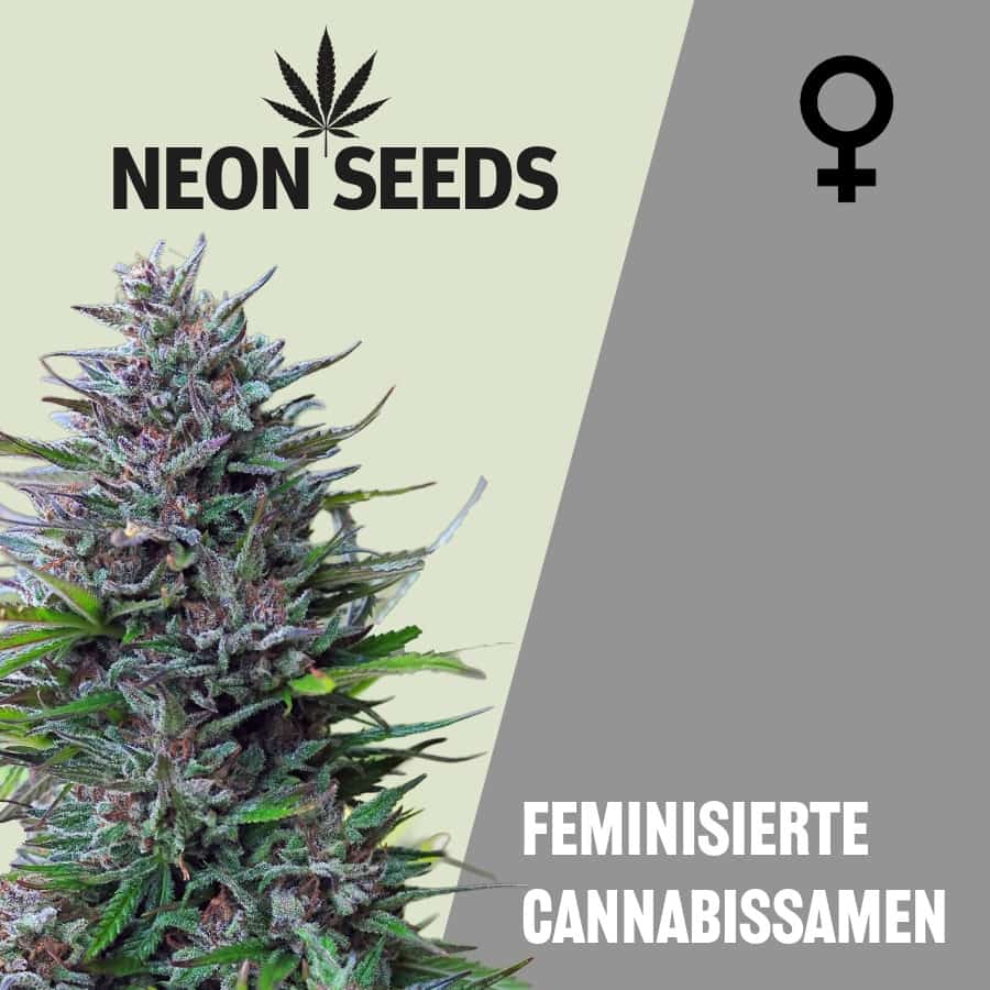 Feminisierte Cannabissamen von Neon Seeds