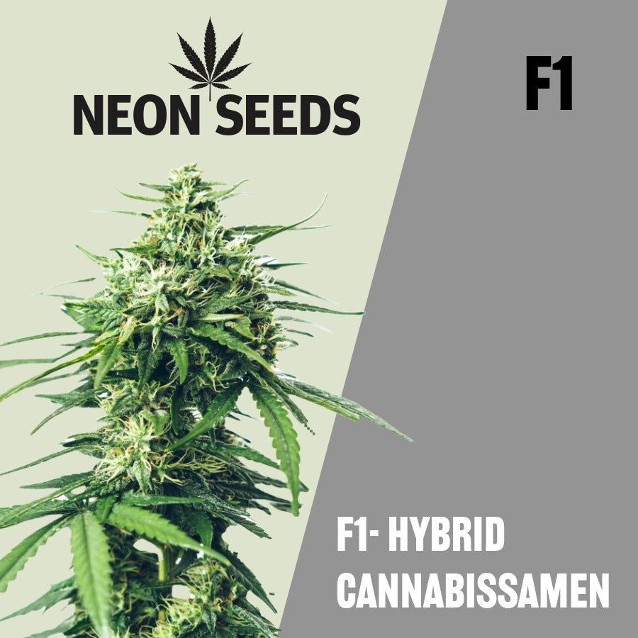 F1 Hybrid Cannabissamen von Neon Seeds