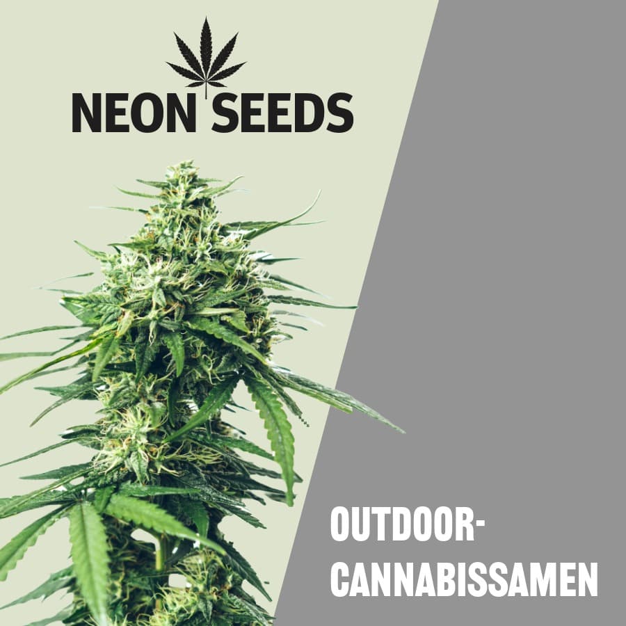 Outdoor Cannabissamen von Neon Seeds