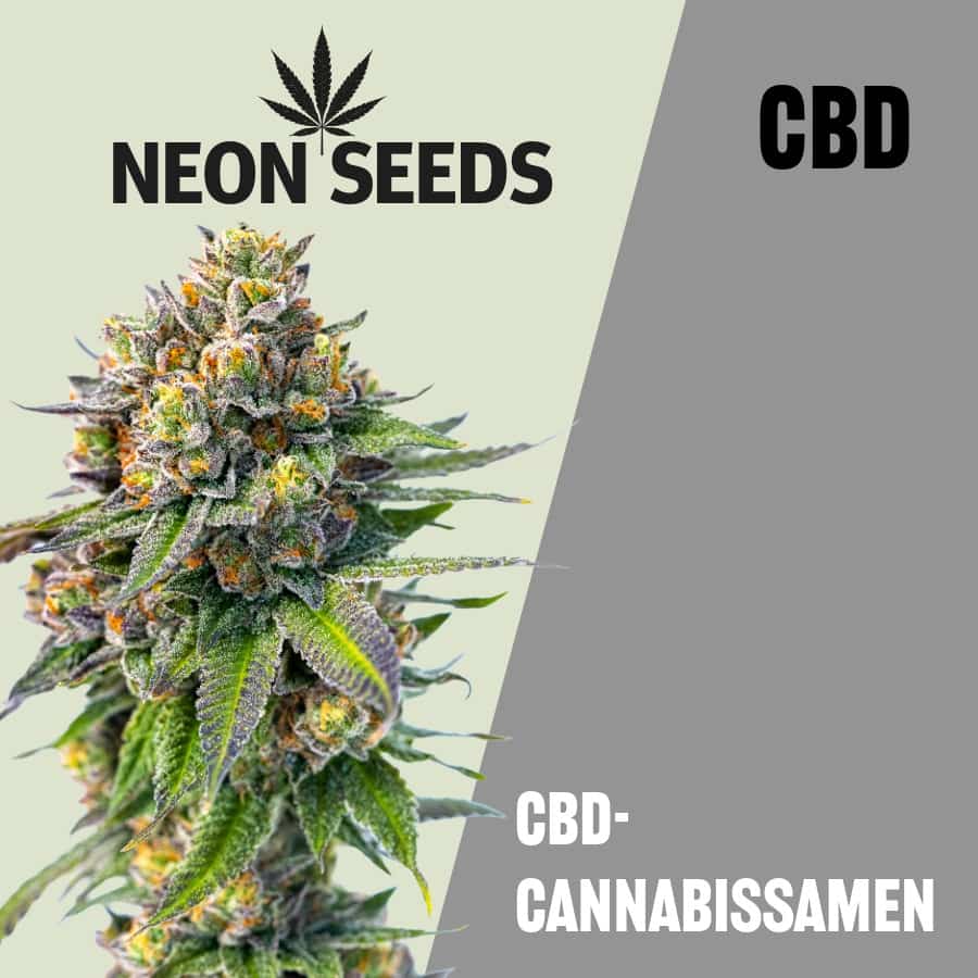 CBD- Cannabissamen von Neon Seeds