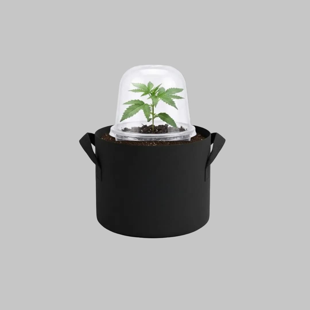 Anzucht_automatik_cannabissamen_anzuchthaube_neon-seeds