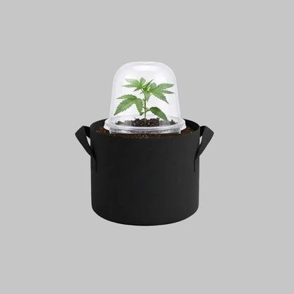 Anzucht_automatik_cannabissamen_anzuchthaube_neon-seeds