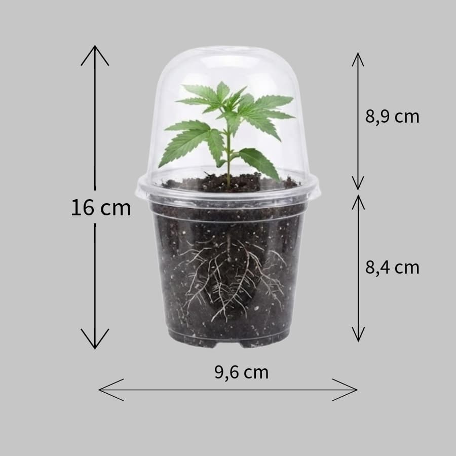 Anzuchthaube_feminisierte_Cannabisstecklinge_NeonSeeds