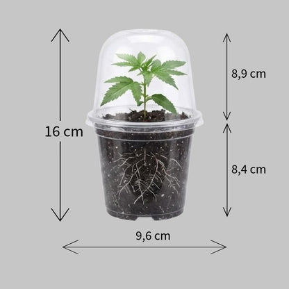 Anzuchthaube_feminisierte_Cannabisstecklinge_NeonSeeds