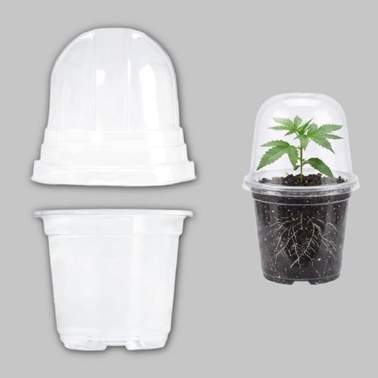 Anzuchthaube_feminisierte_Cannabisstecklinge_NeonSeeds