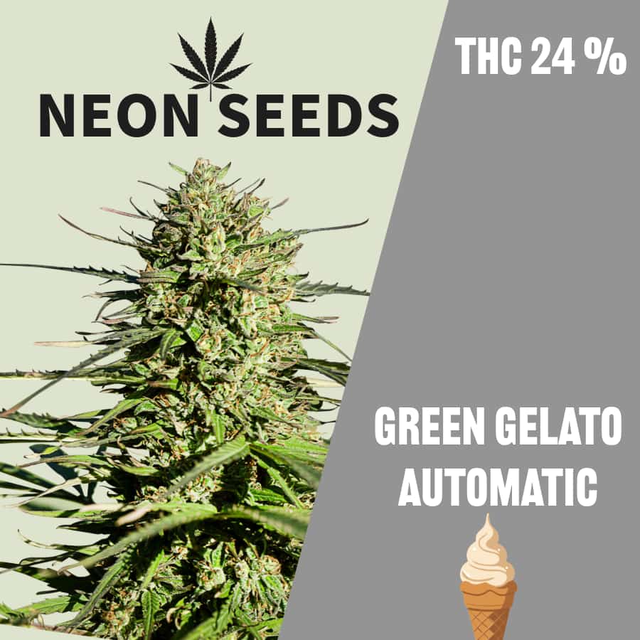 Autoflowering_Cannabissamen_Gree-gelato_Neons-Seeds