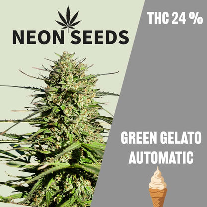 Autoflowering_Cannabissamen_Gree-gelato_Neons-Seeds