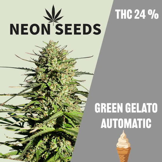 Autoflowering_Cannabissamen_Gree-gelato_Neons-Seeds