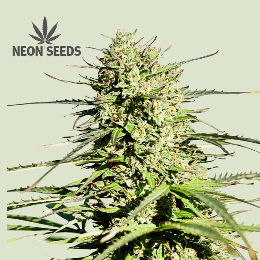 Autoflowering_Cannabissamen_Gree-gelato_Neons-Seeds