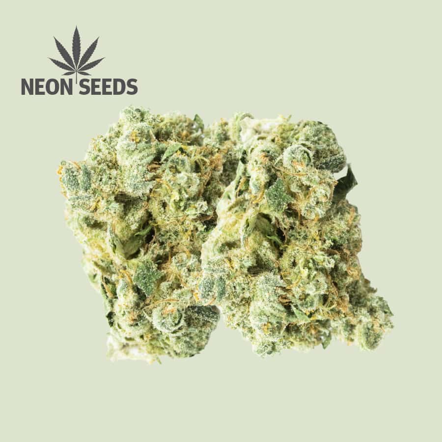 Autoflowering_Cannabissamen_Gree-gelato_Neons-Seeds