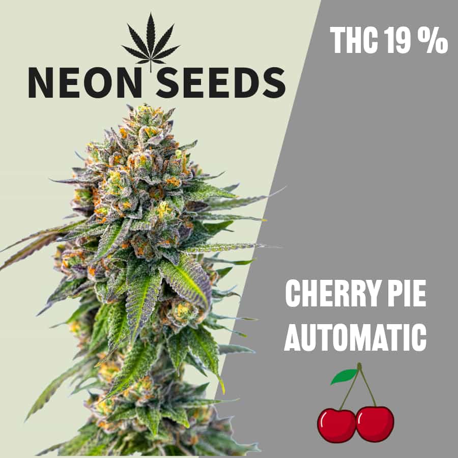 Autowflowering_Cannabissamen_Neon-Seeds_Cherry-Pie