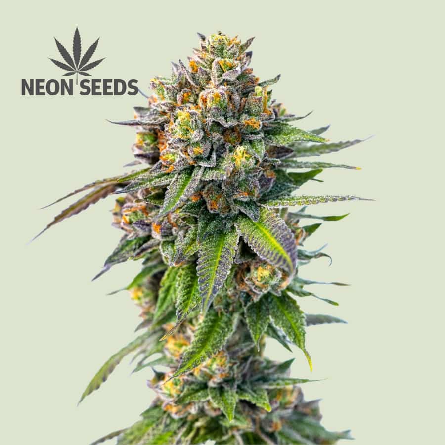 Autowflowering_Cannabissamen_Neon-Seeds_Cherry-Pie