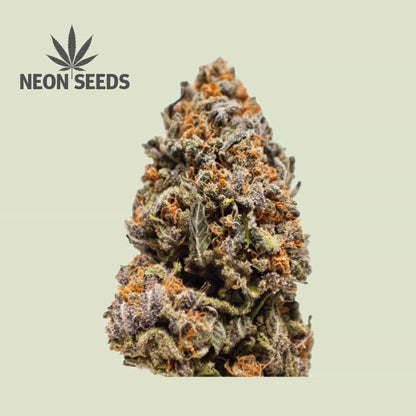 Autowflowering_Cannabissamen_Neon-Seeds_Cherry-Pie