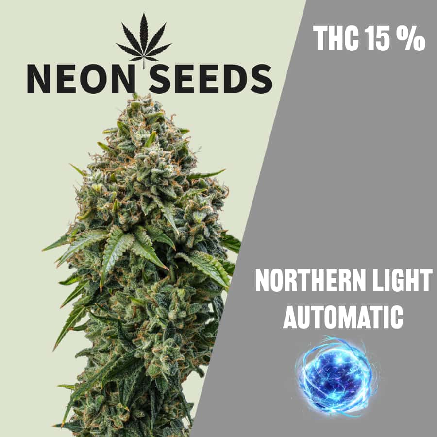 Cannabissamen_Autoflowering_Northern-Light_Neonseeds