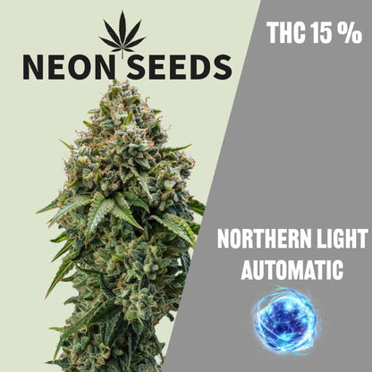 Cannabissamen_Autoflowering_Northern-Light_Neonseeds
