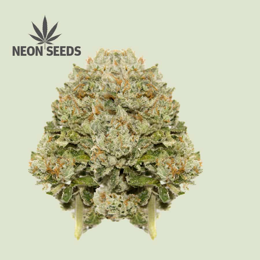 Cannabissamen_Autoflowering_Northern-Light_Neonseeds