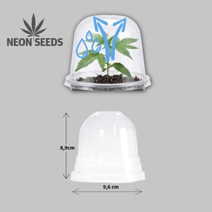 Anzuchthaube_Cannabissamen_NeonSeeds