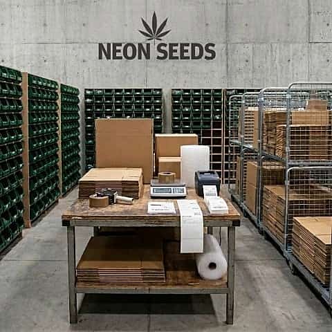 Lager_Neon_Seeds