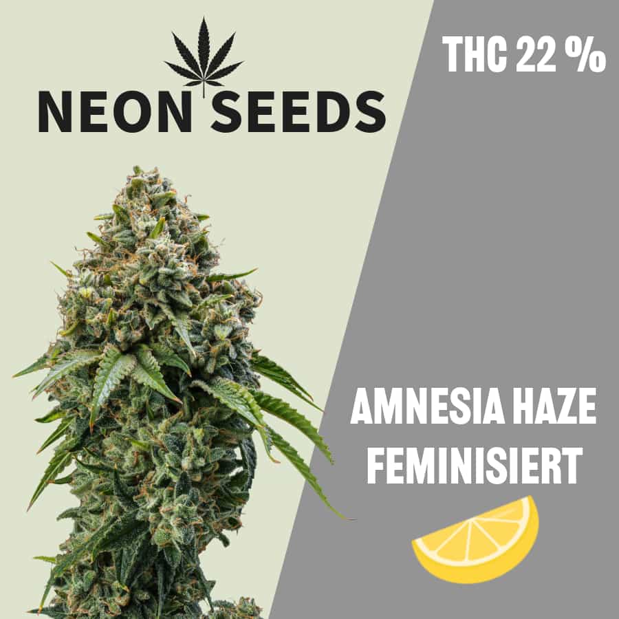 Neon-Seeds_Amnesia-Haze_Cannabissamen_feminisiert
