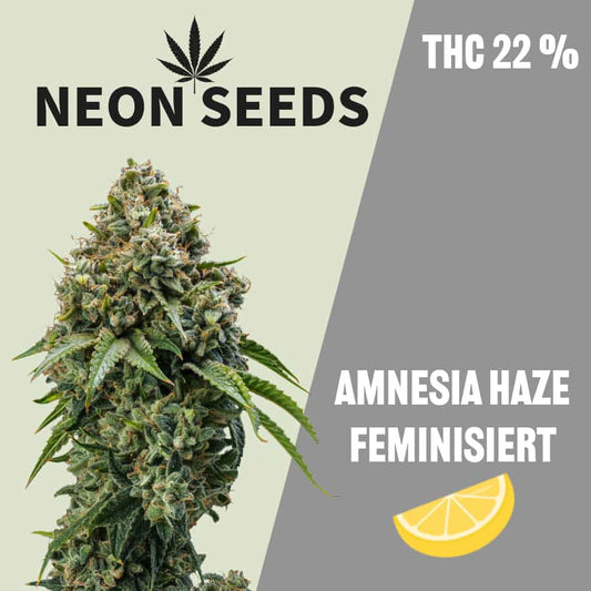 Neon-Seeds_Amnesia-Haze_Cannabissamen_feminisiert