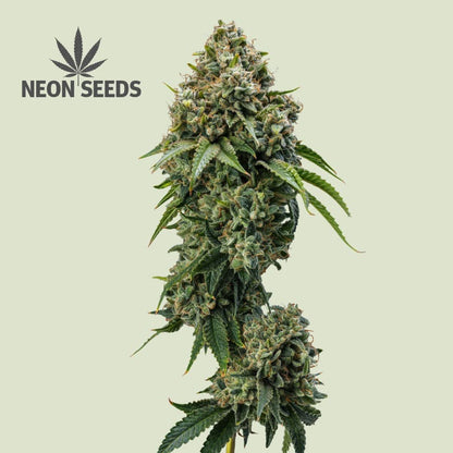 Neon-Seeds_Amnesia-Haze_Cannabissamen_feminisiert