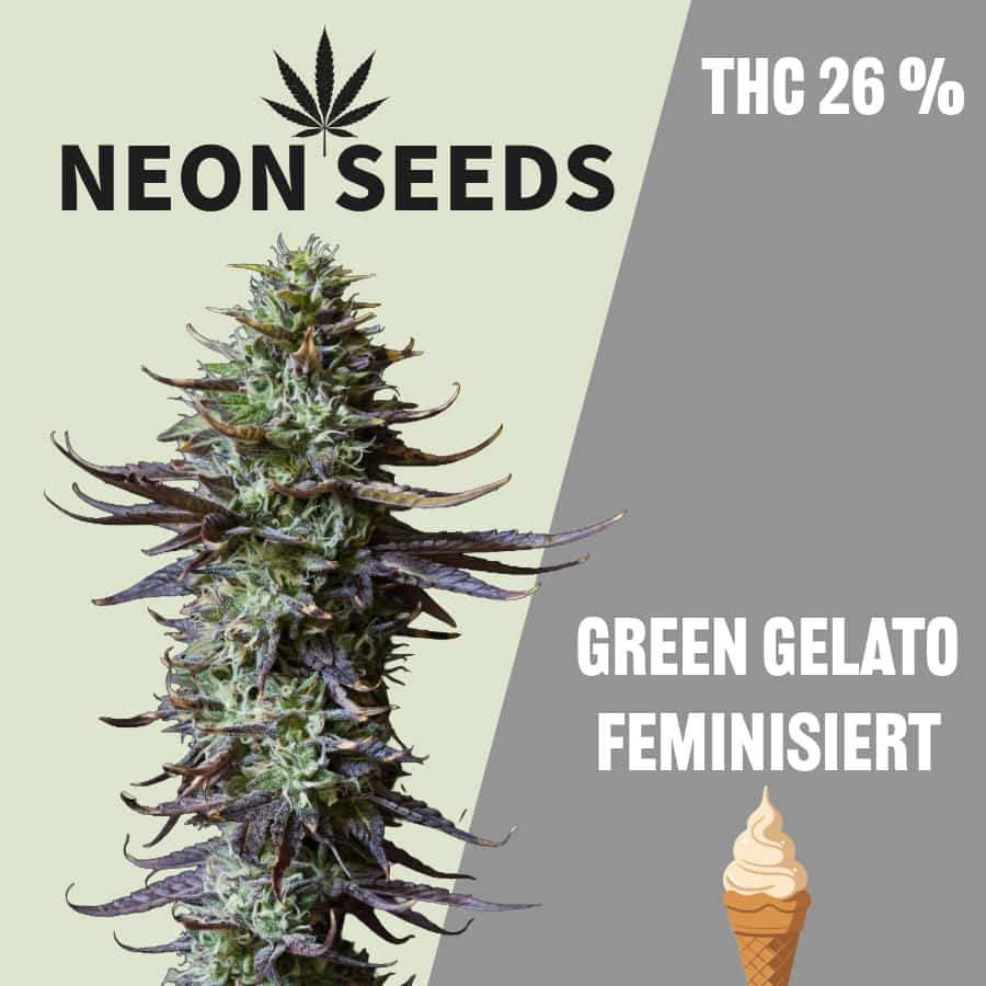 Neon-Seeds_Cannabissamen_Green-Gelato_feminisiert