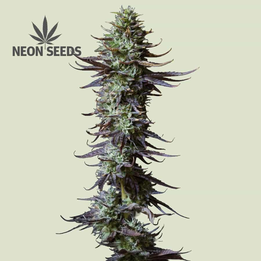 Neon-Seeds_Cannabissamen_Green-Gelato_feminisiert