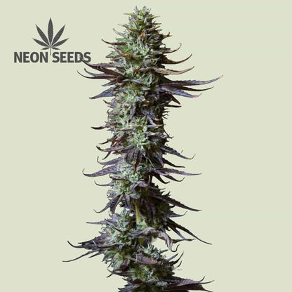Neon-Seeds_Cannabissamen_Green-Gelato_feminisiert