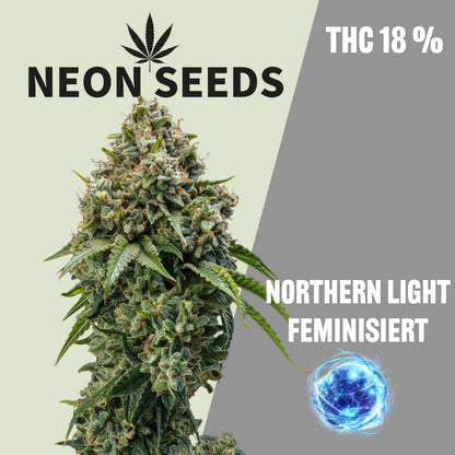 Neon-Seeds_Cannabissamen_Northern-Light-feminisiert