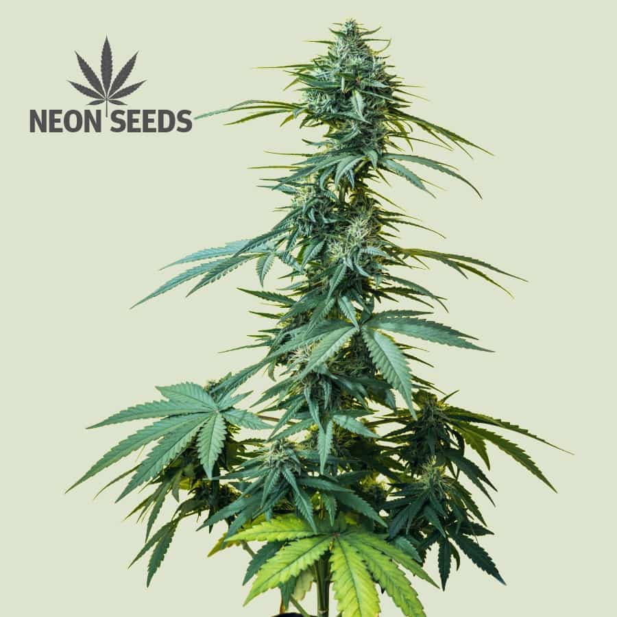 Neon-Seeds_Cannabissamen_Northern-Light-feminisiert