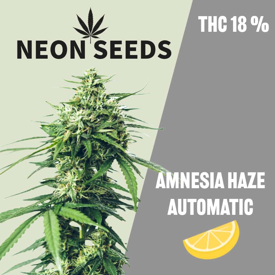 Neon-Seeds_Cannabissamen_autoflowering_amnesia-haze.
