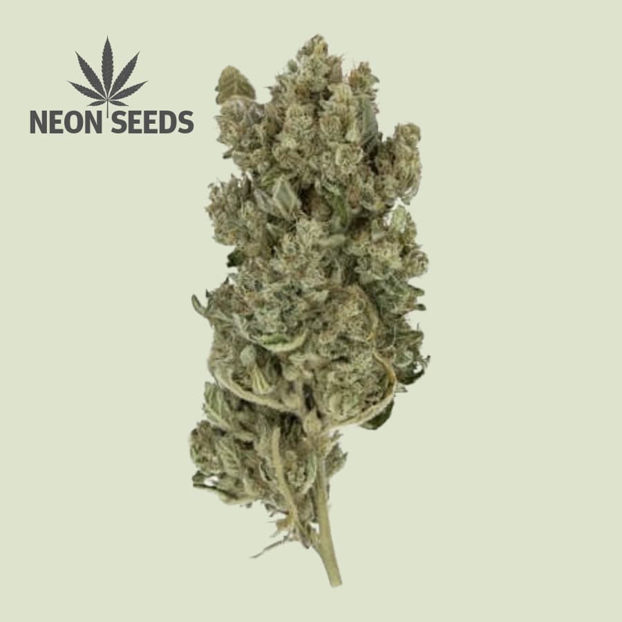 Neon-Seeds_Feminisierte_Cannabissamen