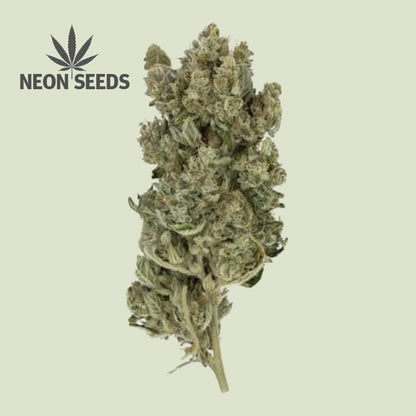 Neon-Seeds_Feminisierte_Cannabissamen