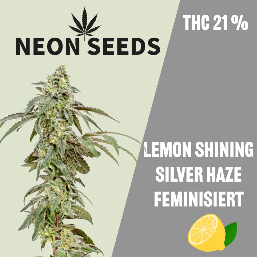 Neon-Seeds_cannabissamen_silver-Haze_feminisiert