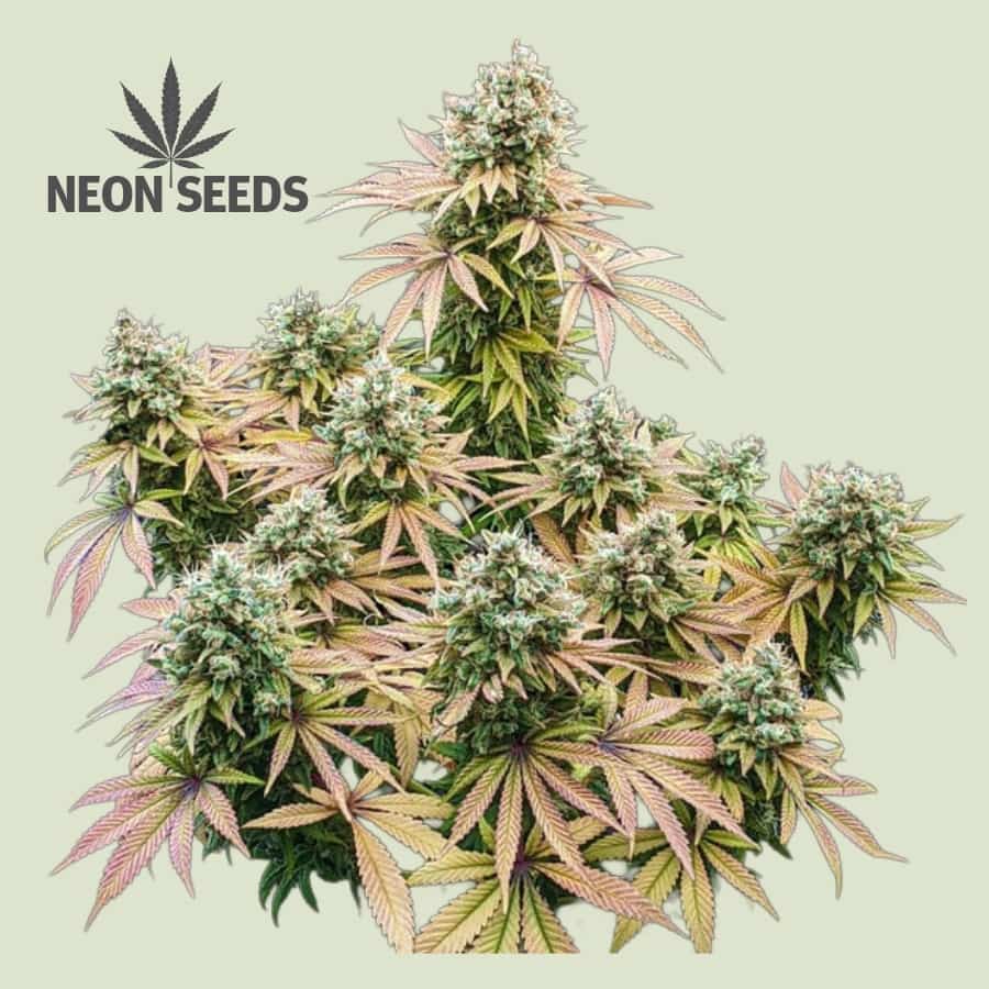 Neon-Seeds_cannabissamen_silver-Haze_feminisiert