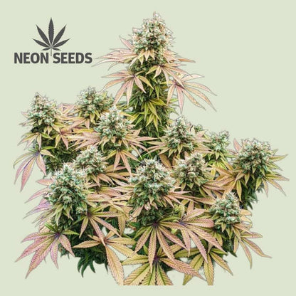 Neon-Seeds_cannabissamen_silver-Haze_feminisiert