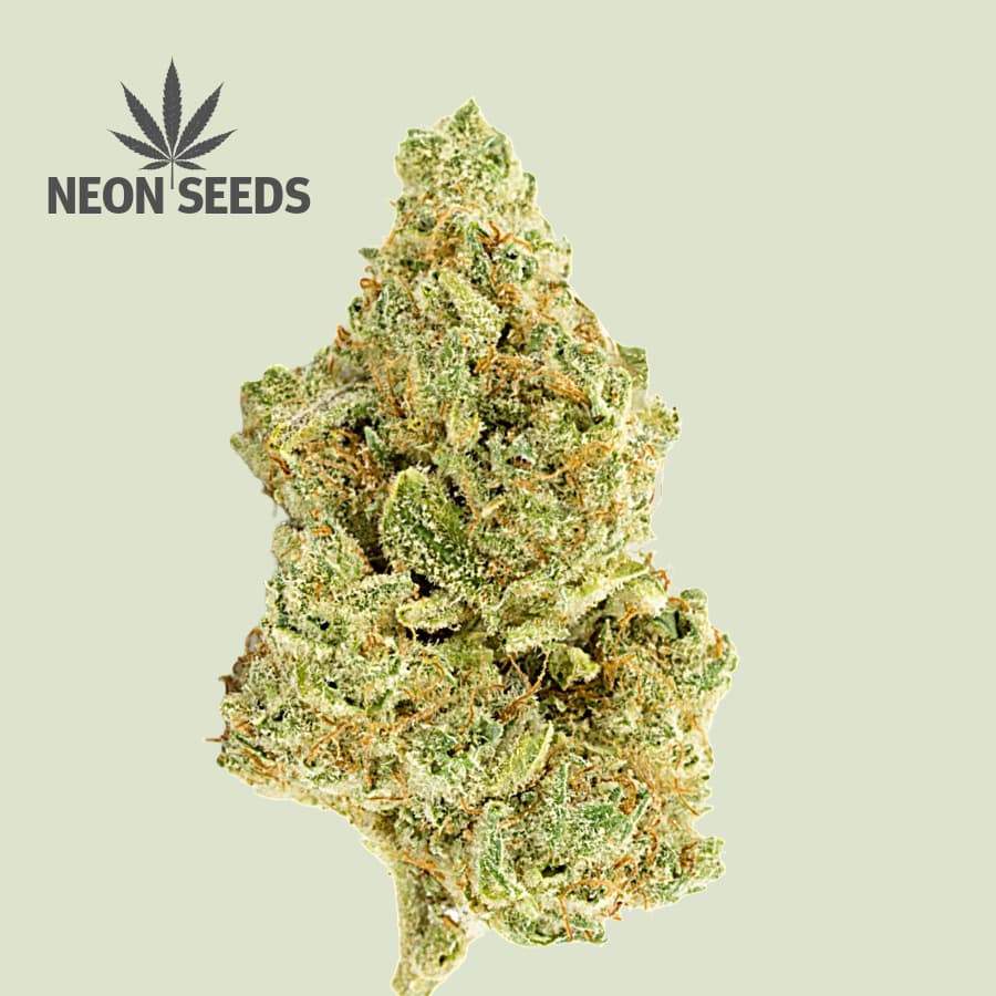 Neon-Seeds_cannabissamen_silver-Haze_feminisiert