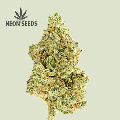 Neon-Seeds_cannabissamen_silver-Haze_feminisiert