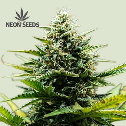 NeonSeeds_Cannabissamen_Aotowlowering_Fat-Banana