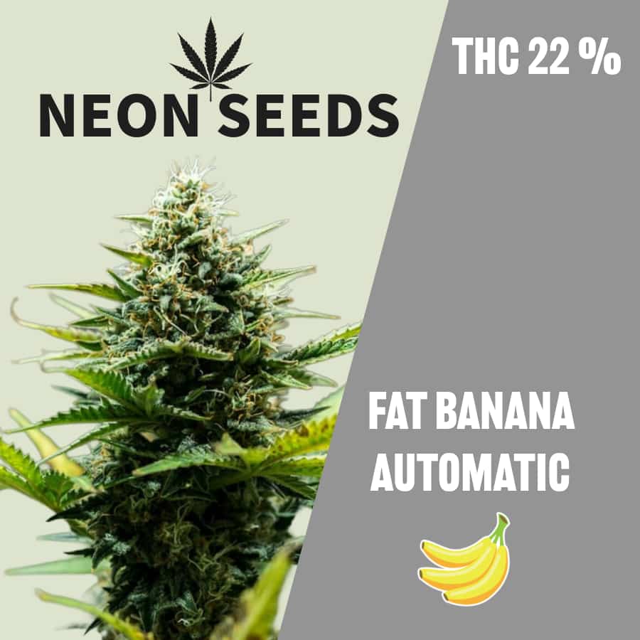 NeonSeeds_Cannabissamen_Aotowlowering_Fat-Banana