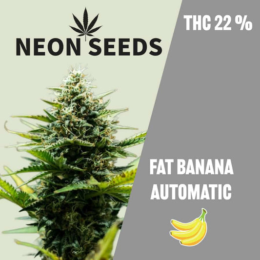 NeonSeeds_Cannabissamen_Aotowlowering_Fat-Banana