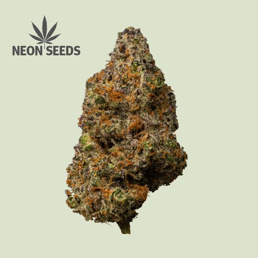 NeonSeeds_Cannabissamen_Aotowlowering_Fat-Banana
