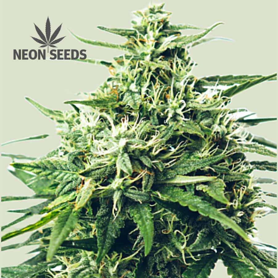 NeonSeeds_Cannabissamen_feminisiert_strong_gorilla
