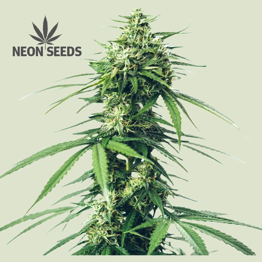 NeonSeeds_Strong_Gorilla_Cannabissamen_feminisiert
