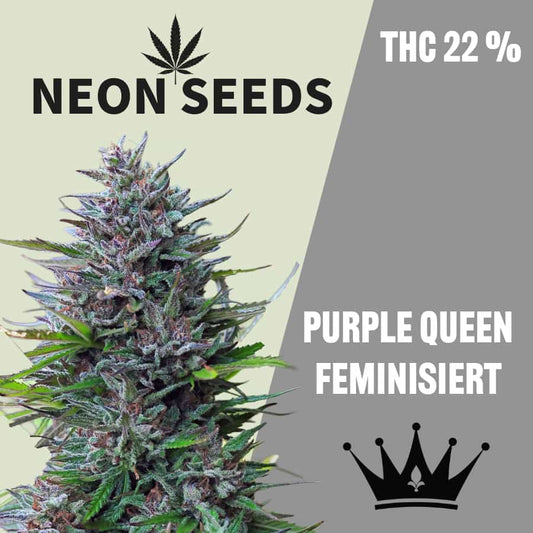 NeonSeeds_Feminisierte_Cannabissamen_Purple_Queen